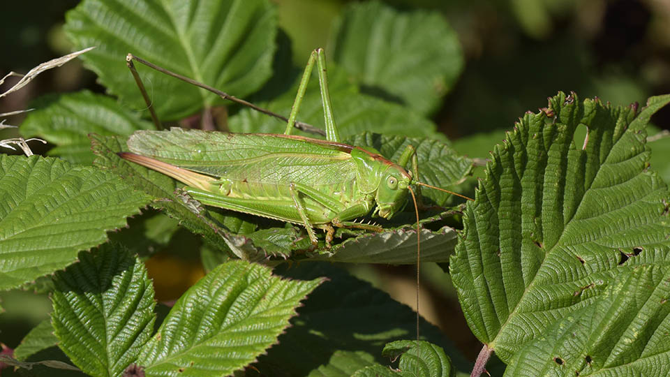 Great Green Bush-cricket