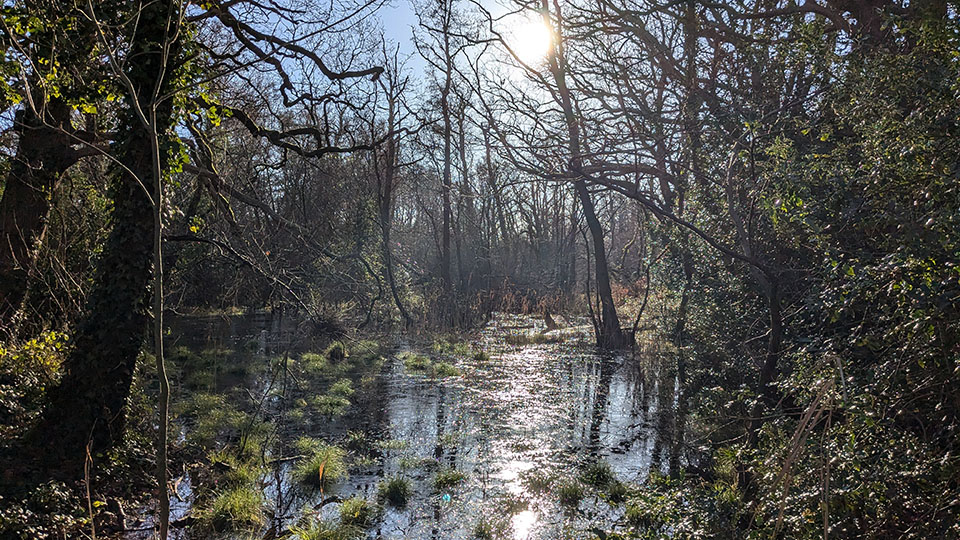 alder wood