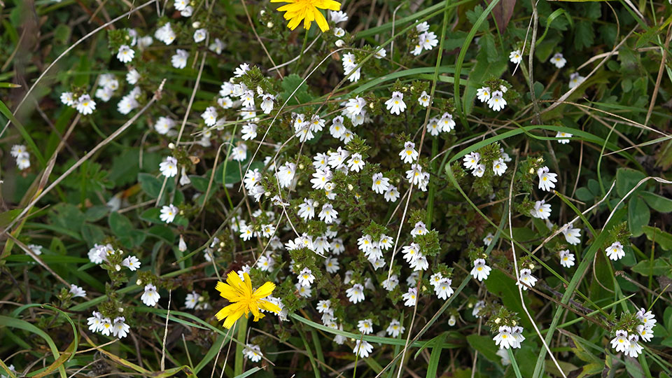 Chalk Eyebright