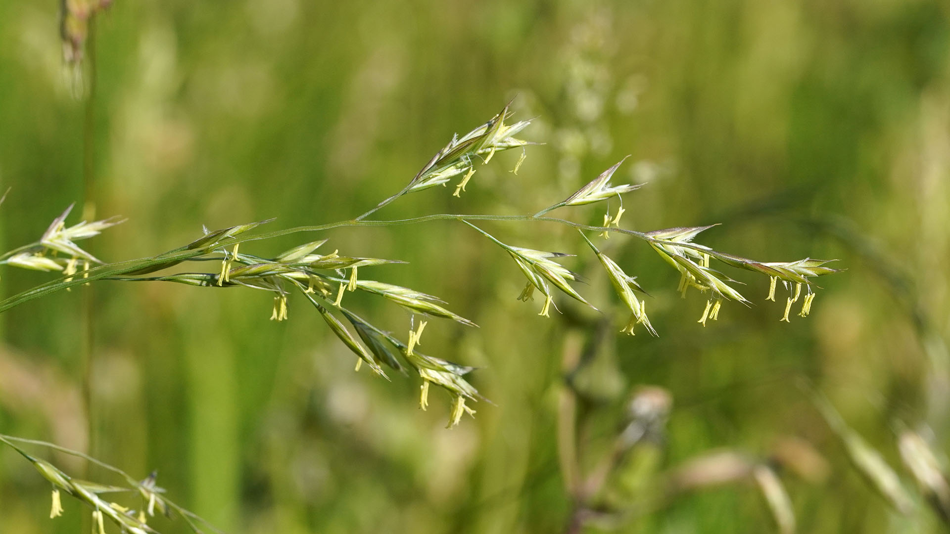 Red Fescue