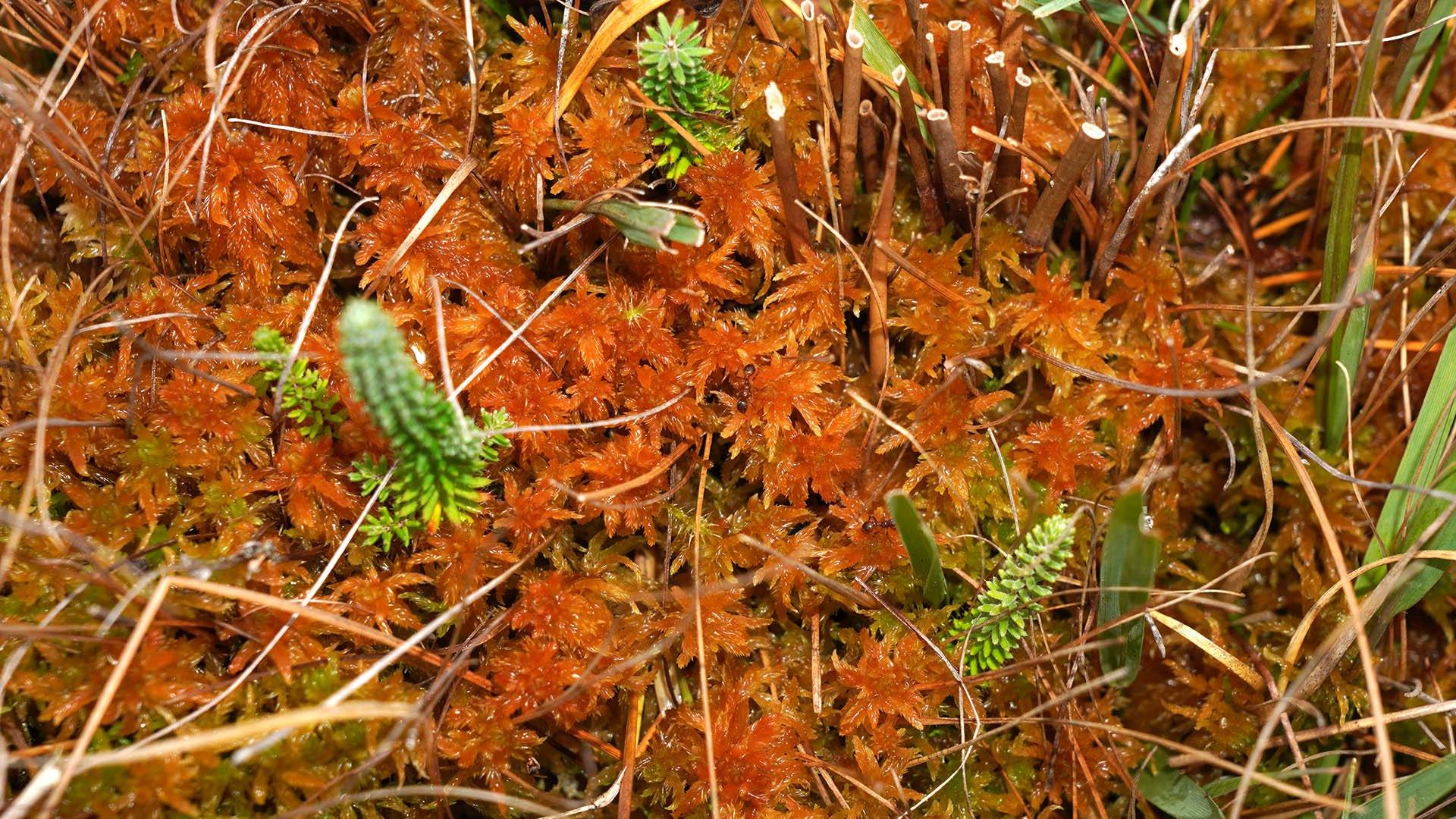 Sphagnum contortum