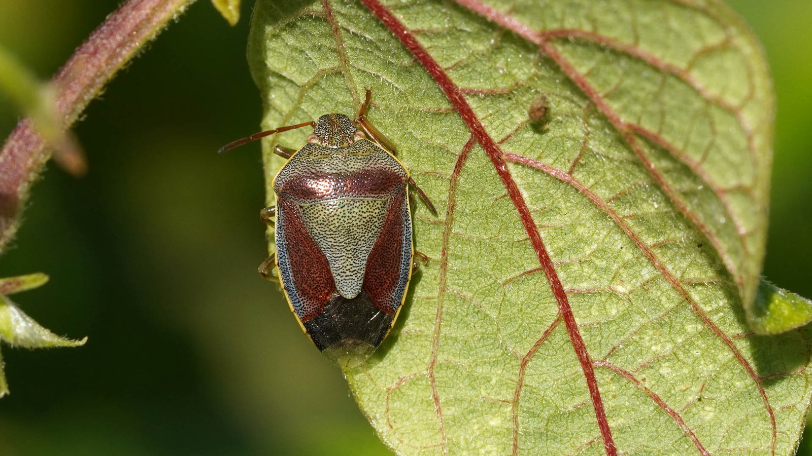 Gorse Shieldbug