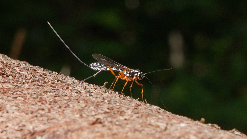 Sabre Wasp